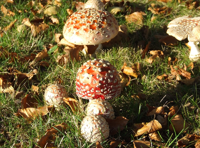 Signs of Autumn 03.JPG - Signs of Autumn